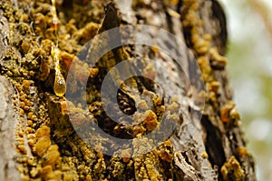 Amber drops of pine resin. Living three drops flow down the bark of the pine trunk. Organic life concept: leaking bright yellow