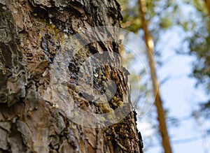 Amber drops of pine resin. Living three drops flow down the bark of the pine trunk. Organic life concept: leaking bright yellow