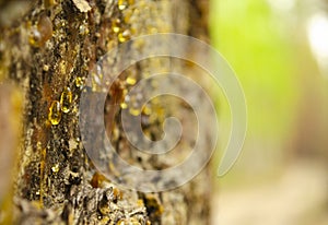 Amber drops of pine resin. Living three drops flow down the bark of the pine trunk. Organic life concept: leaking bright
