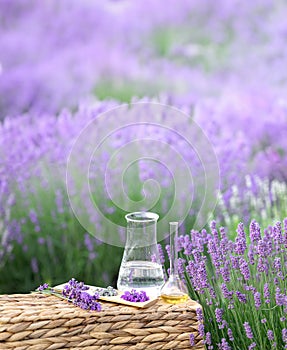 Amber essential lavender oil bottle. Violet lavendar field in Provence.