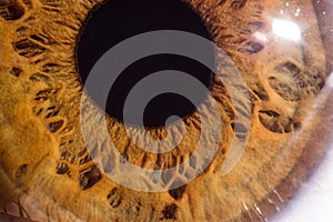 Amber eye macro