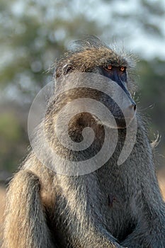 Amber eyed Baboon in Krueger National Park in South Africa photo