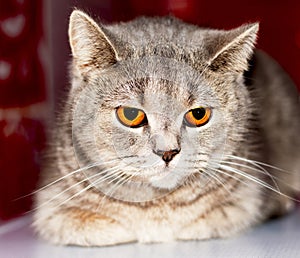 Amber eyes close-up face muzzle silver-gold tabby Scottish cat chinchilla on a red background