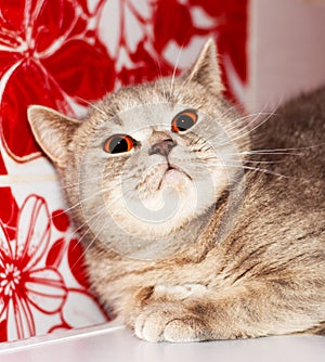 Amber-eyes face muzzle silver-gold tabby british cat chinchilla on a red background