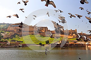 Amber Fort with the doves in Jaipur