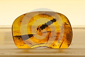 Amber with inclusion