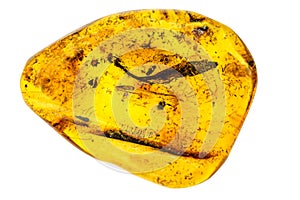 Amber with inclusions of insects in a macro