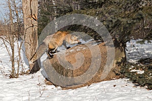 Amber Phase Red Fox Vulpes vulpes Climbs Up on Rock