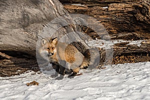 Amber Phase Red Fox Vulpes vulpes Defecates Near Log Winter