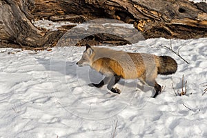 Amber Phase Red Fox Vulpes vulpes Runs Left Past Log Winter