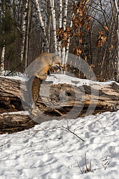 Amber Phase Red Fox Vulpes vulpes Sits on Log Head Lowered Winter