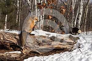 Amber Phase Red Fox Vulpes vulpes Sits on Log Silver Fox in Background Winter