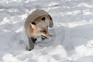 Amber Phase Red Fox Vulpes vulpes Steps Foward Looking Right Winter