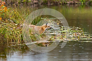 Amber Phase Red Fox Vulpes vulpes Wades Into Water Autumn