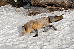 Amber Phase Red Fox Vulpes vulpes Walks Left Through Snow Winter