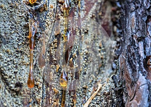 Amber pitch on bark of a pine trunk