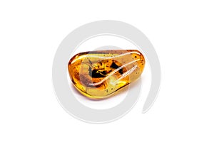 Amber with preserved prehistoric insect, mosquito with blood or DNA preserved in amber