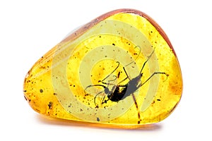 Amber with preserved prehistoric insect, mosquito with blood or DNA preserved in amber