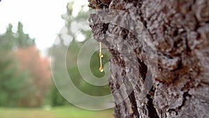 Amber resin in forest. Fossilized pitch on bark of a pine tree trunk.