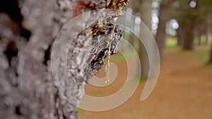 Amber resin in forest. Fossilized pitch on bark of a pine tree trunk. Petrified drop.