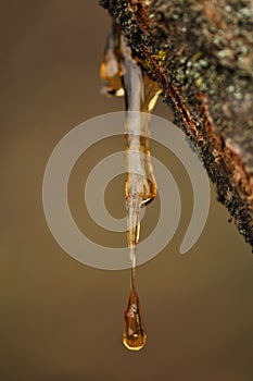 Amber resin from a tree branch