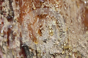 Amber resin on the trunk of a coniferous tree