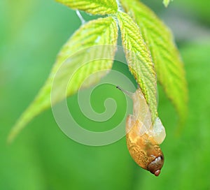 Amber Snail Hanging On