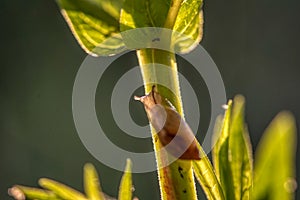 Amber snail, succinea putris, shell on a leaf