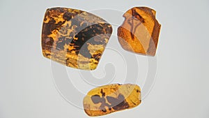 Amber stone. Authentic Baltic amber with prehistoric fossil insect macro. Magnifying glass and increasing amber