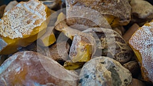 Amber stone. Authentic Baltic amber with prehistoric fossil insect macro. Magnifying glass and increasing amber