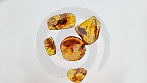 Amber stone. Authentic Baltic amber with prehistoric fossil insect macro. Magnifying glass and increasing amber