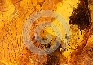 Amber stone texture