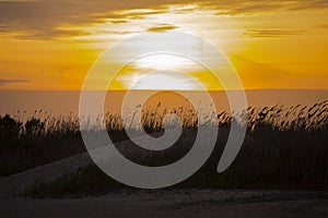 Amber Sunset with Windblown Reeds on Dune