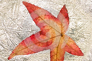 Amber tree leaf frozen in a block of ice