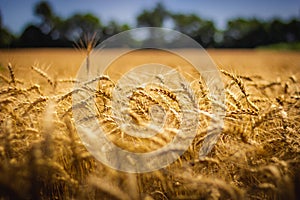 Amber Waves of Grain