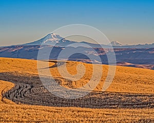 Amber Waves of Grain