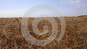 Amber Waves of Grain