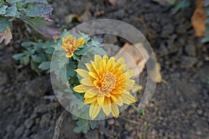 Amber yellow flower and a bud of Chrysanthemum
