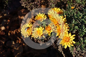 Amber yellow flowers of Chrysanthemum