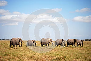 Ambesoli Elephants in Line