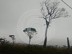 Ambewela. Nuwaraeliya. Sri Lanka