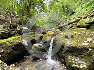 Ambience of a creek Curak in the significant landscape Green whirpool - Croatia / Ambijent potoka Curak u znaÄajnom krajoliku