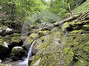 Ambience of a creek Curak in the significant landscape Green whirpool - Croatia / Ambijent potoka Curak u znaÄajnom krajoliku