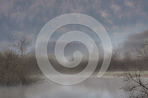 Ambience of a wild bog in the winter, Vosges, France