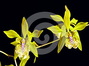 Ambiguous Encyclia Orchid photo