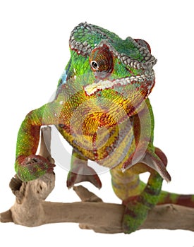 Ambilobe Panther Chameleon