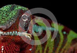 Ambilobe panther chameleon on a black background