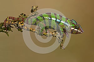 Ambilobe Panther Chameleon, Furcifer pardalis photo