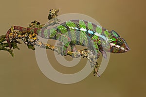 Ambilobe Panther Chameleon, Furcifer pardalis