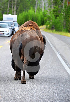 Ambling Down Yellowstone Road